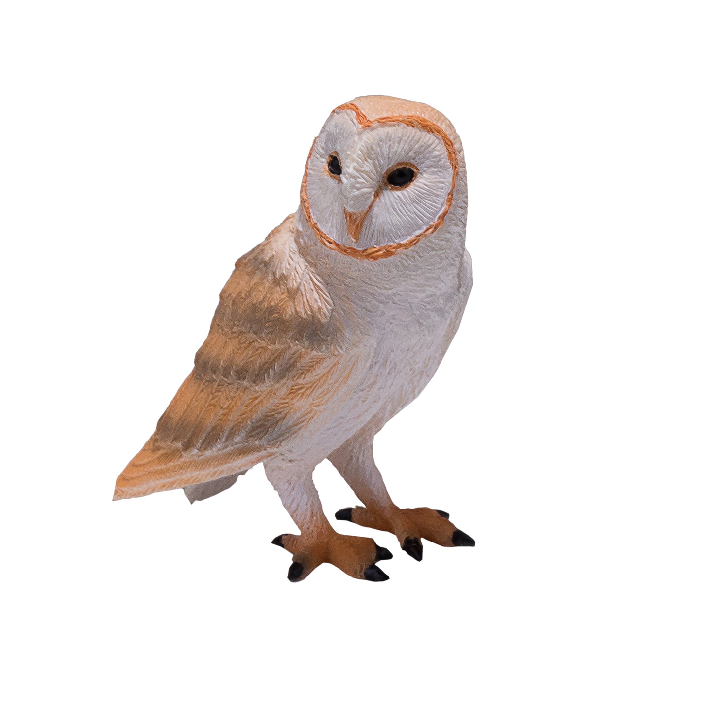 Barn Owl