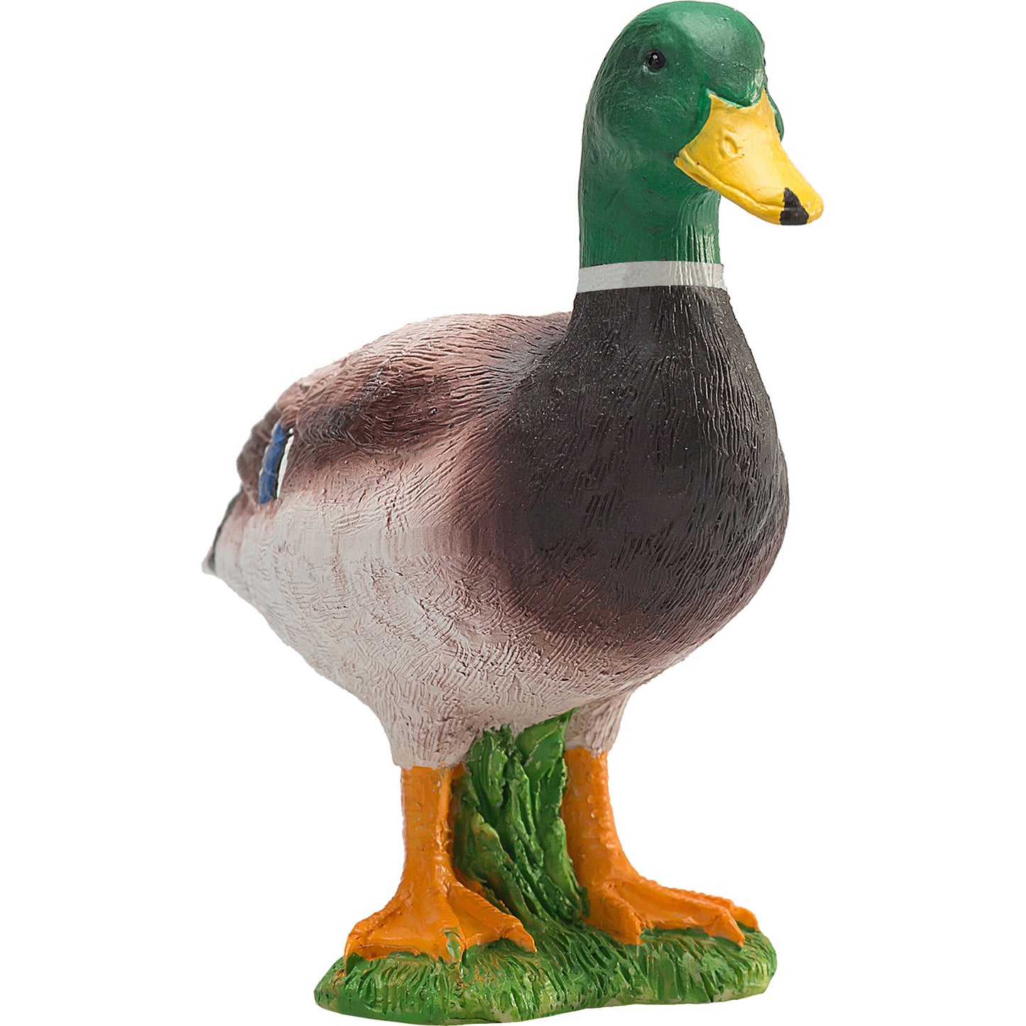 Mallard Duck Male