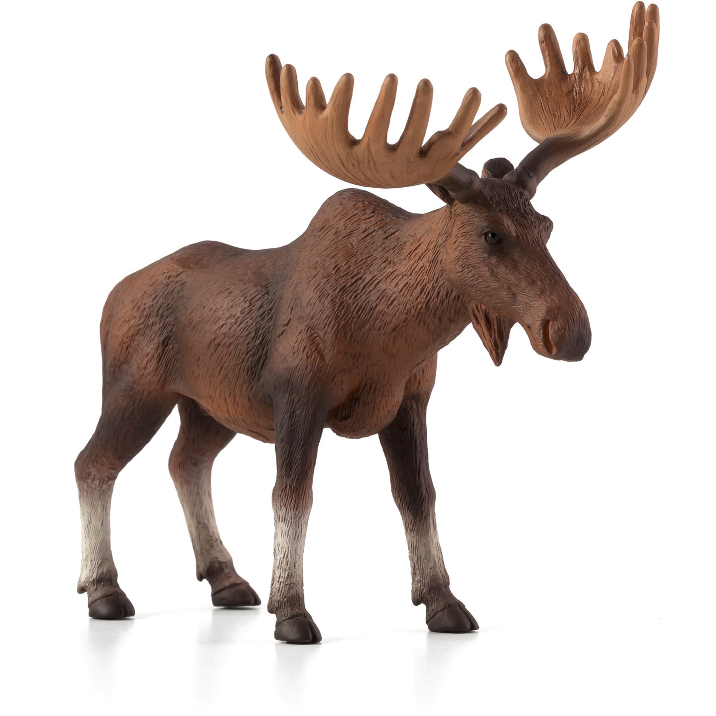 European Elk / Moose