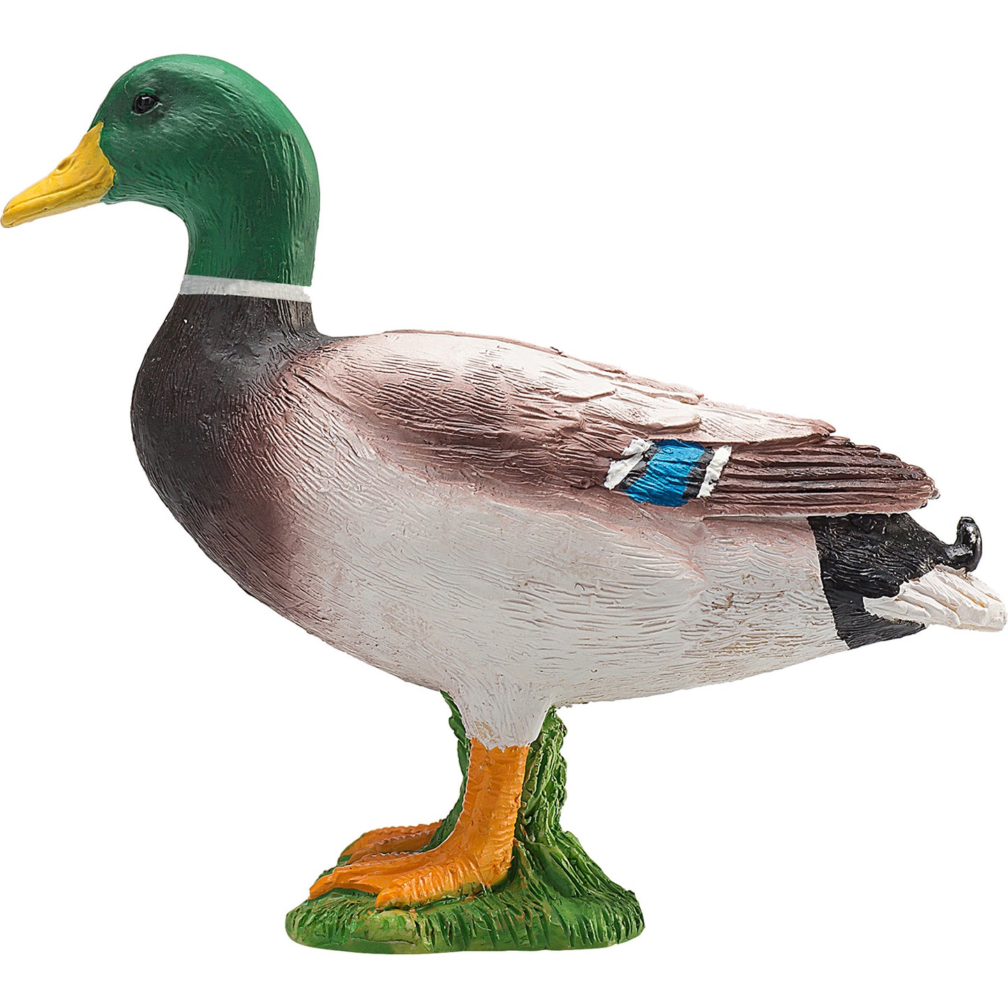 Mallard Duck Male
